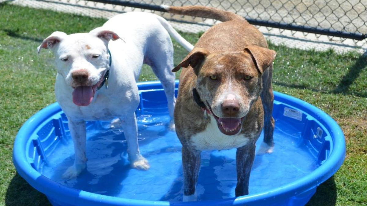 Mollie, right, enjoys hanging out in the pool at Miss Winkles Pet Adoption Center.