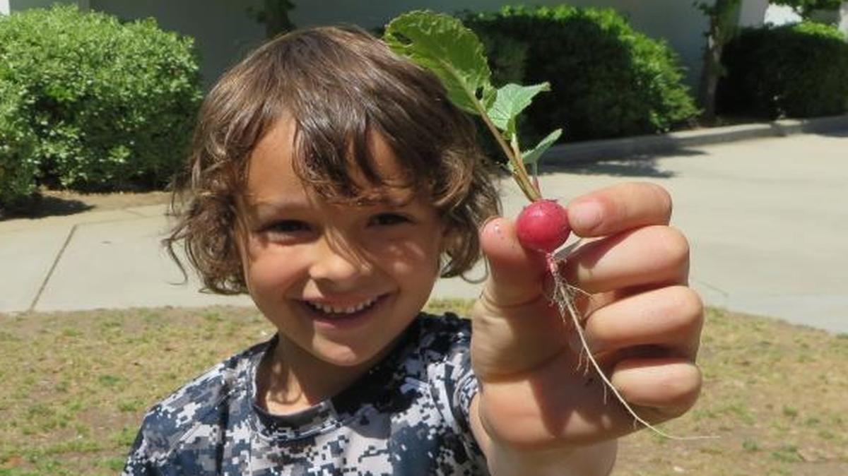 Maple Creek first-grader Maximus Garcia showcases one of his many successful crops of the season, a vibrant, quarter-sized Cherry Belle radish.