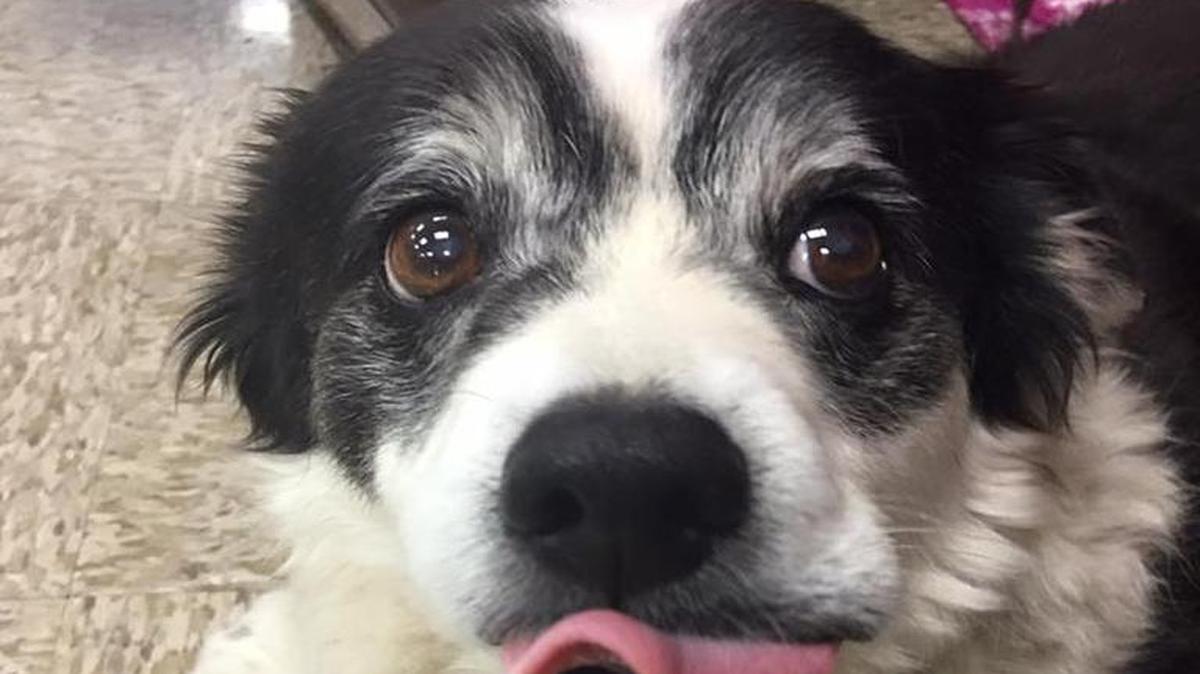 Bandit’s Buddies Rescue is named for Bandit, pictured here, a special needs dog Sandy Polly rescued 14 years ago.