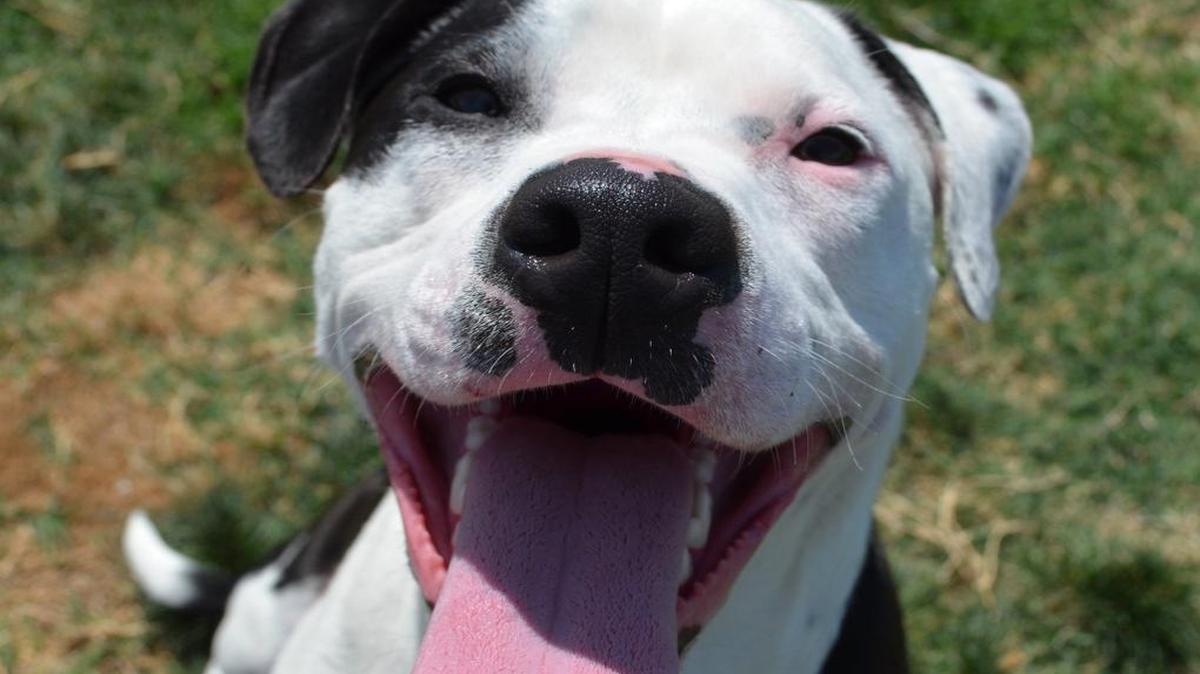 Harley