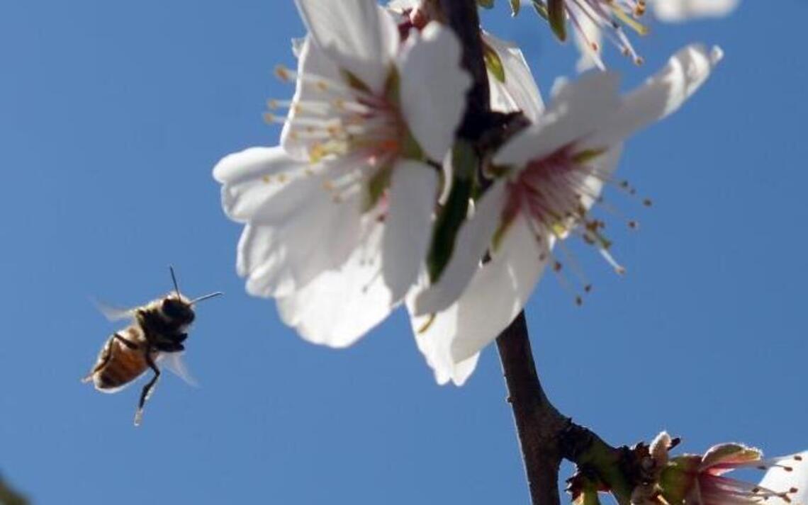 Let’s never see a world without the humble bee