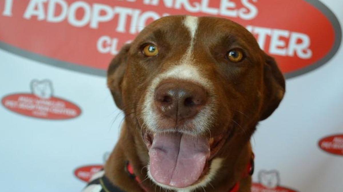 Burnell competes in Miss Winkle Pet Fashion Show.