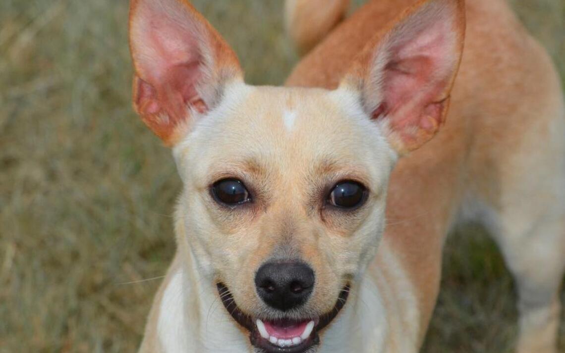 Miss Winkles Pet of the Week of May 15: Clementine