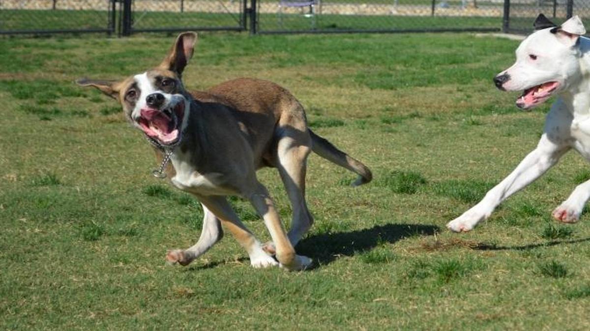 Lexi and Harley play at Miss Winkles Pet Adoption Center