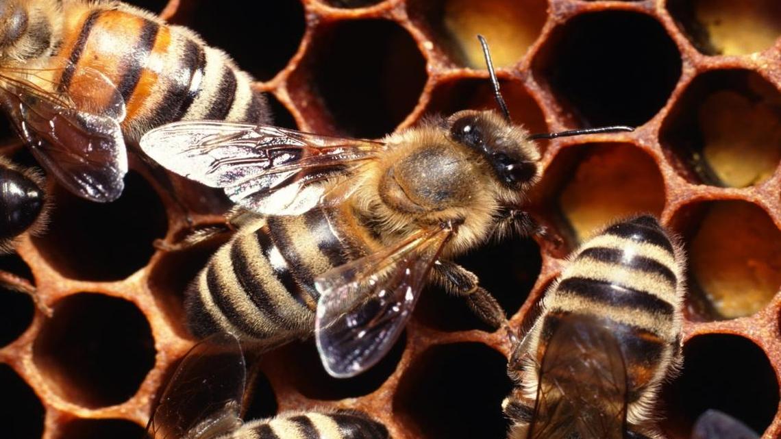 Bees work on a honeycomb. March through June is peak swarm season, meaning bees leave their outgrown hives en masse to find a new home.
