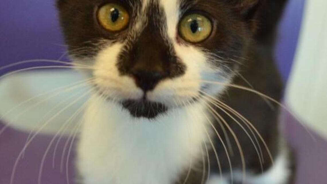 Kitten season is upon us
