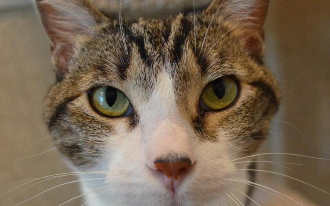 Miss Winkles Pet of the Week of April 17: Prince Charming