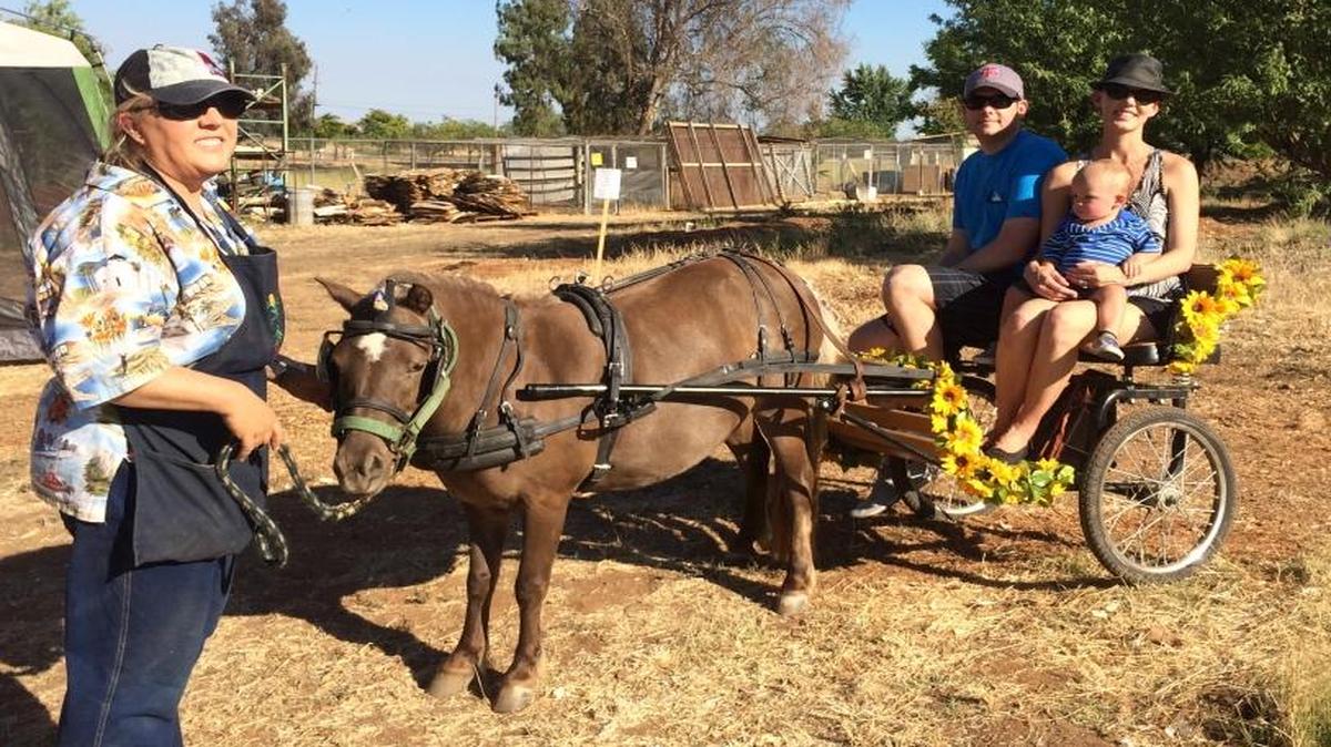 Claire Lemir guides Coco on a carriage ride for Clinton Palmer, Lisa Neville and their 1-year-old son, Calvin.
