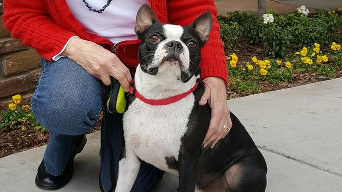 JoAnn Coffman, a resident at The Terraces at San Joaquin Gardens, loves that she can live with Chase, her Boston Terrier of six years.