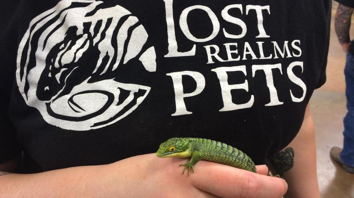 A Mexican alligator lizard is a favorite among employees at Lost Realms Pets.