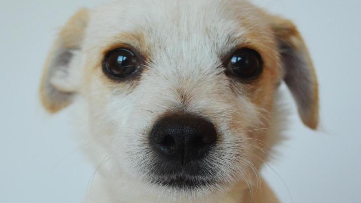 Milo, 10-week-old terrier mix