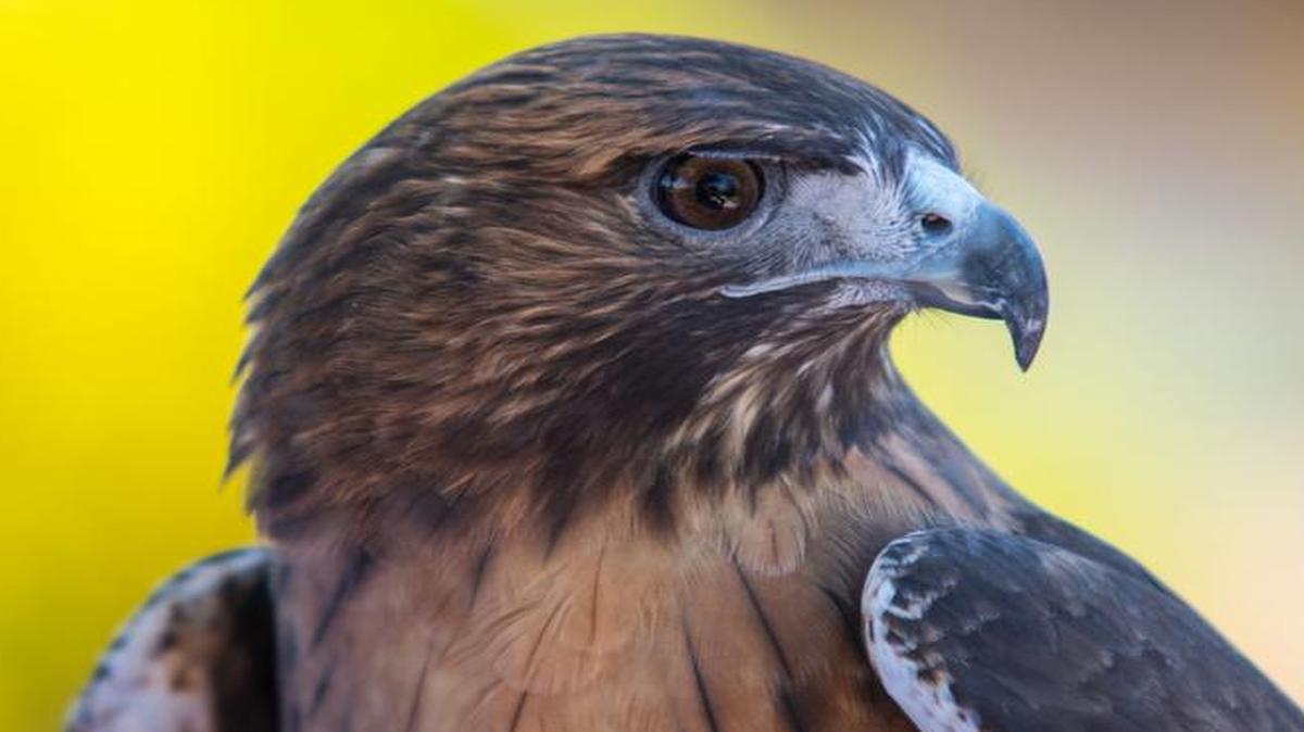 
A Rufous Morph red tailed hawk named Billy from Birds of Prey for Environmental Education.
