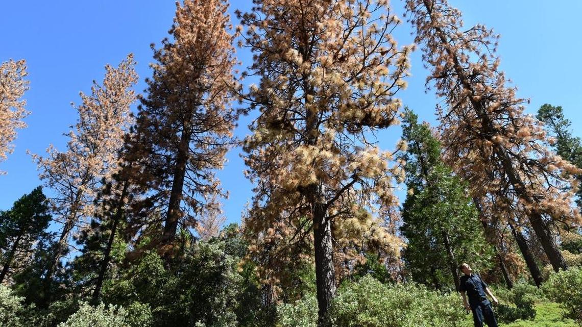 Cal Fire’s Edwin Simpson looks over dead pines, killed by the bark beetle, at Pine Ridge in June 2016.