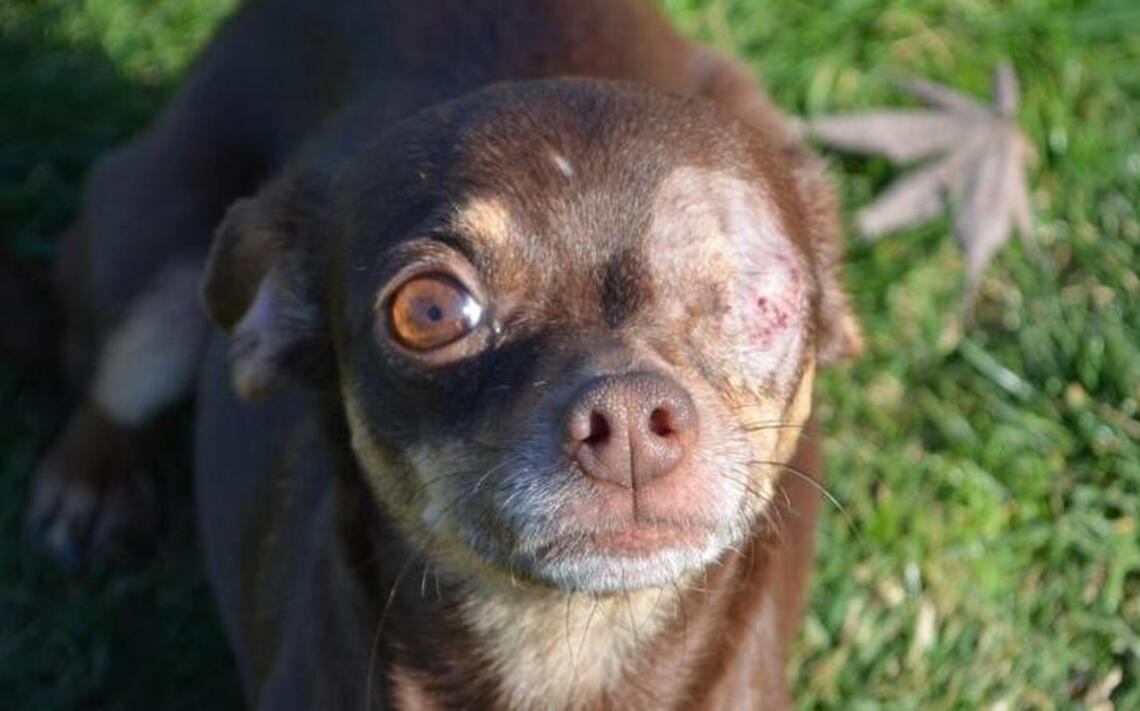 Miss Winkles Pet of the Week of April 3: Kyrie