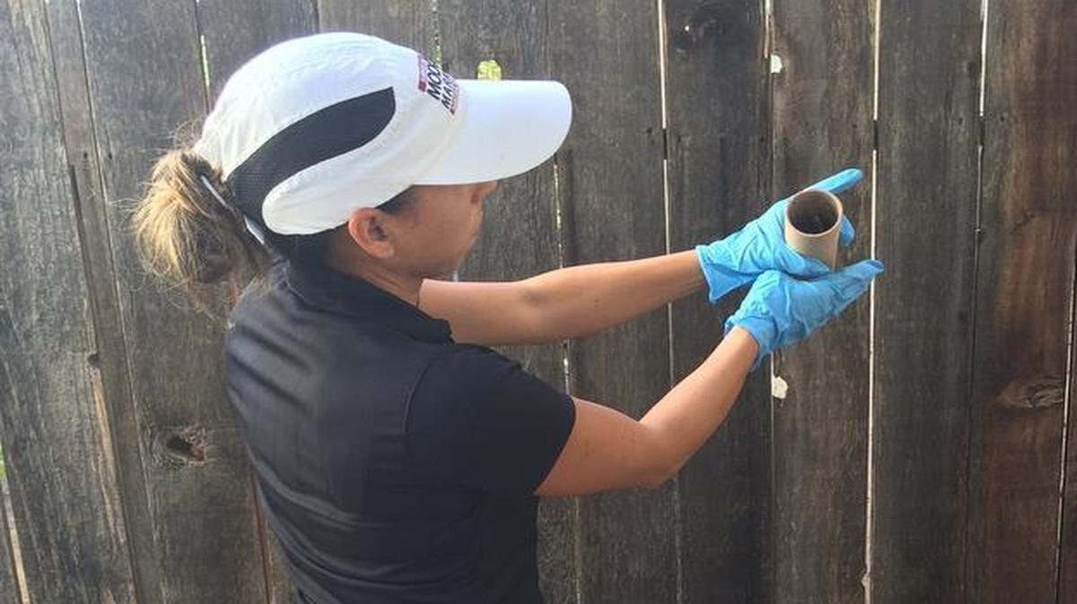 
Jodi Holeman opens a cardboard tube containing 1,000 mosquitoes, allowing the male insects to fly into a Clovis neighborhood.
