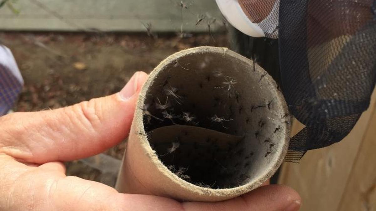 Two samples of mosquitoes collected in Clovis tested positive for West Nile virus in June. This photo depicts the Consolidated Mosquito Abatement District’s efforts to eradicate the Aedes aegypti mosquito by releasing insecticide-treated, non-biting male mosquitoes in a Clovis neighborhood.