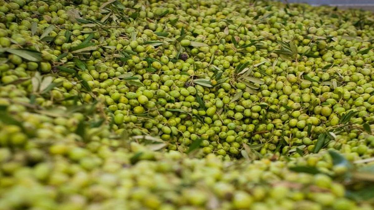 ENZO Olive Oil Company’s olives are estate-grown, ensuring that every olive that goes into the bottle was grown by the Ricchiuti family.