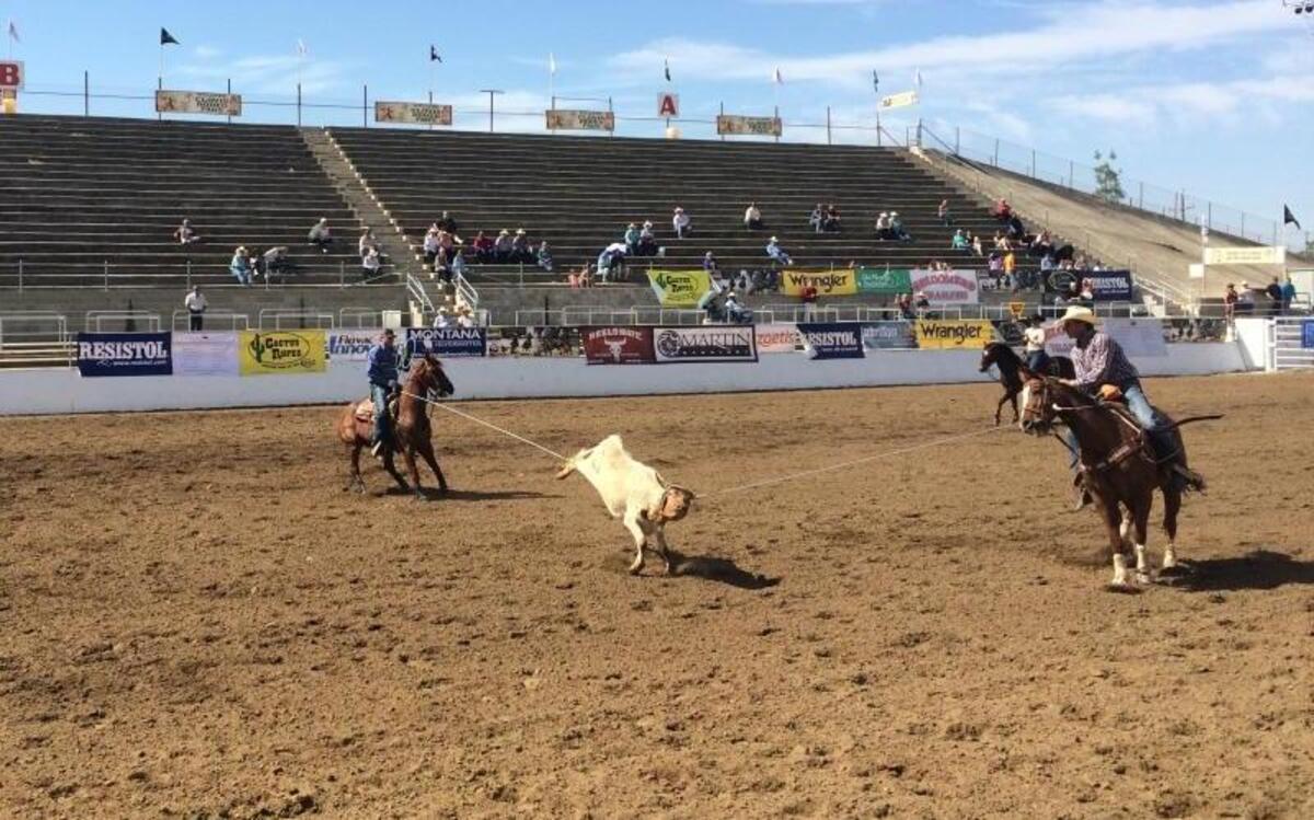 A pair of cowboys attempt to rope a calf during the James Pickens, Jr. Charity Team Roping Pro-Am competition.
