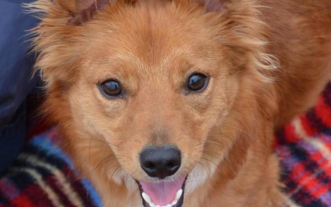 Miss Winkles Pet of the Week of May 22: Brock