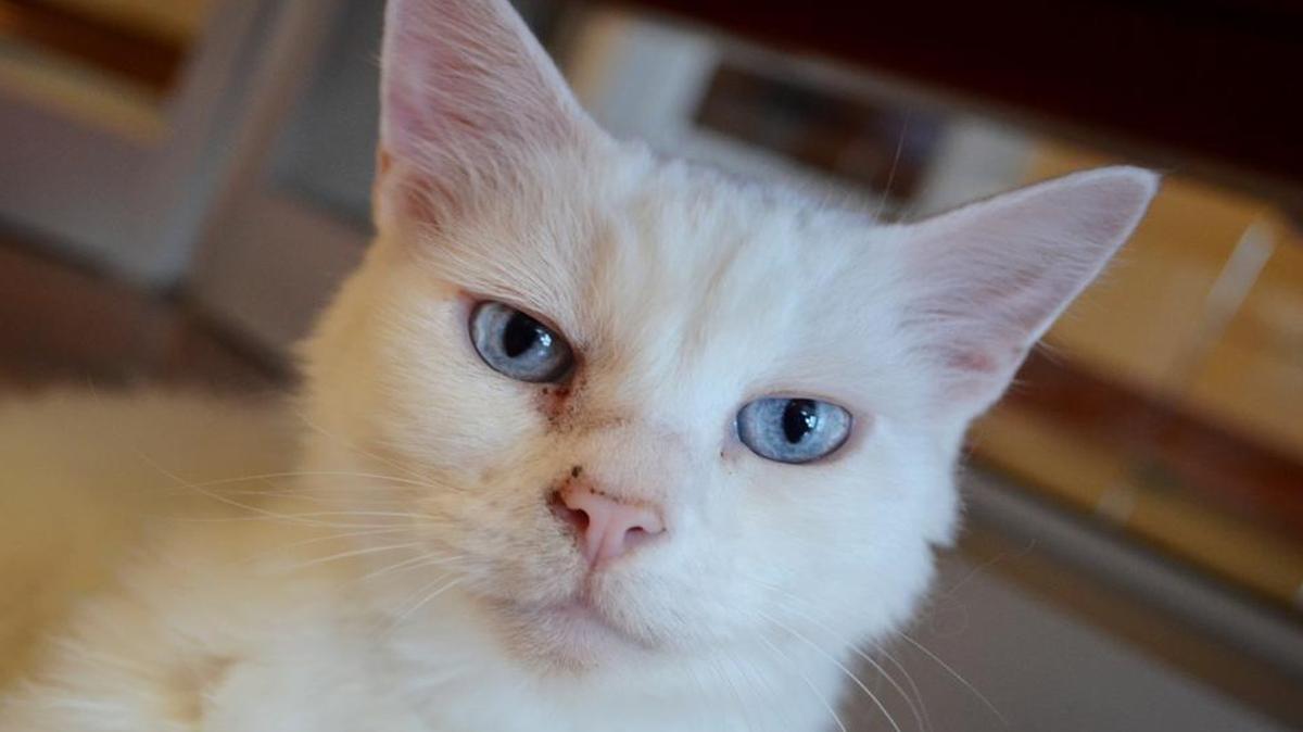 Bebe