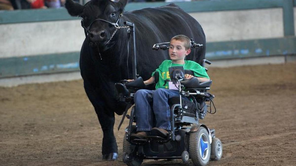 Alec Gotto leads his steer “Thanks A Million” into the ring at the 35th Annual Governor’s Charity Steer Show, Saturday Aug. 12, 2017, at the Iowa State Fair in Des Moines, Iowa.