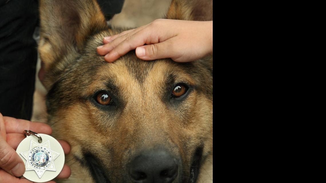 
 Kubo, a K9 with the Fresno police department, sits while being petted by a child as his handler, officer Geoff Tushnet, holds up the dog's badge following a swearing-in ceremony for Kubo in 2007. 
