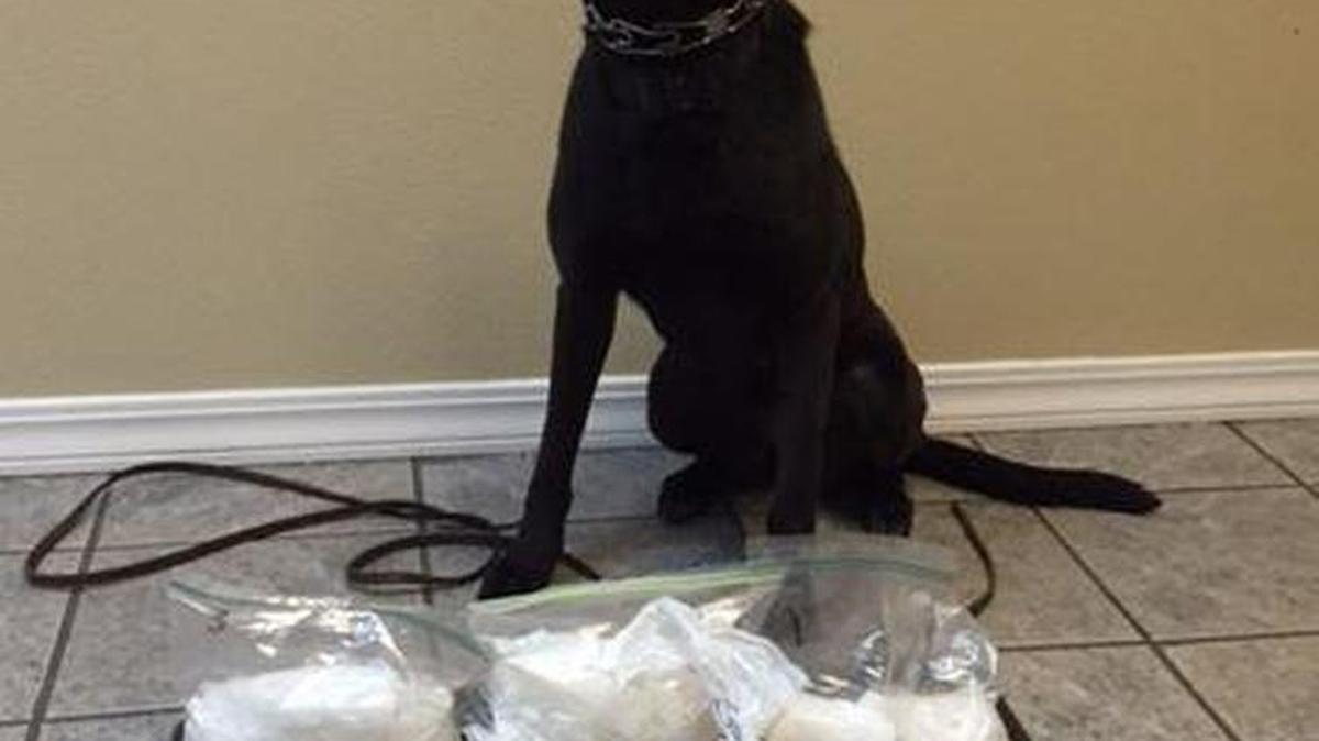 A Visalia police K-9 sniffed out drugs during a routine traffic stop.