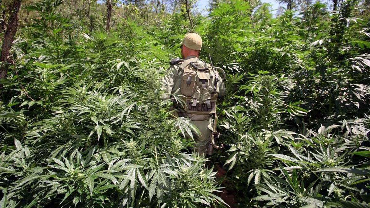A Fresno County Sheriff’s Department investigator walks through a forest of marijuana plants growing on public lands west of Shaver Lake in 2009.