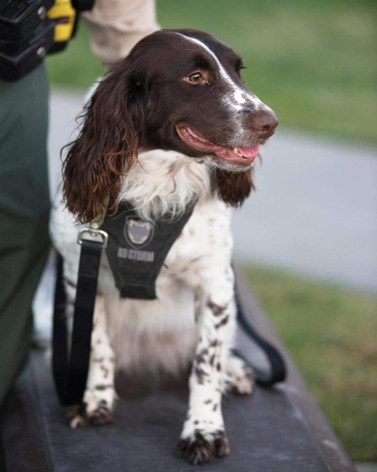 K9 Deputy Faith, the Tulare County sheriff’s dog that sniffed out drugs entering the Bob Wiley Detention Facility.