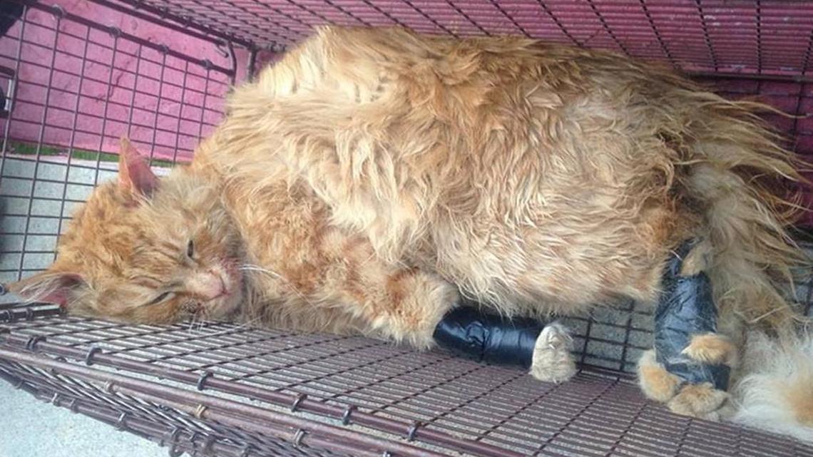 Cody High is accused of restraining this orange tabby cat with electrical tape. Clovis police said they discovered the cat in his backpack and initially thought it was dead. Once the tape was removed, the cat began gasping for air.
