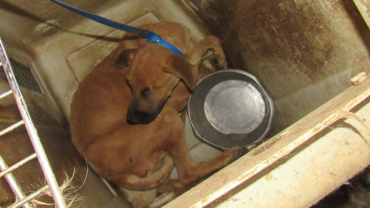 One of the dogs confiscated from Noah’s Friends Animal Sanctuary in Orange Cove. In all, 135 animals were taken.