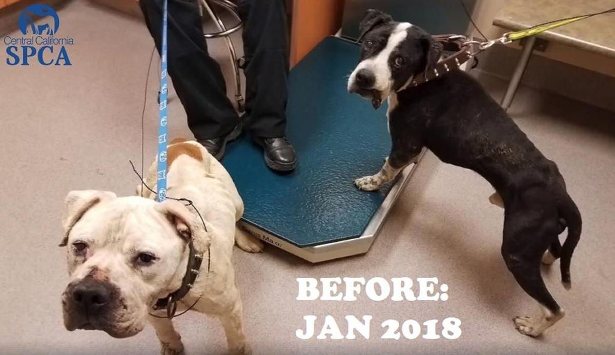 A before image shows two pitbulls with signs of neglect. They were rescued by the Central California SPCA in December 2017.