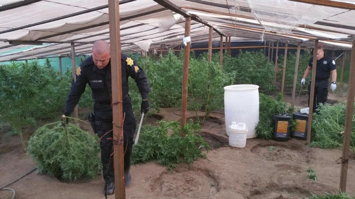 Fresno police found nearly 100 mature marijuana plants and a stolen car in the backyard of a Fresno apartment on Friday.