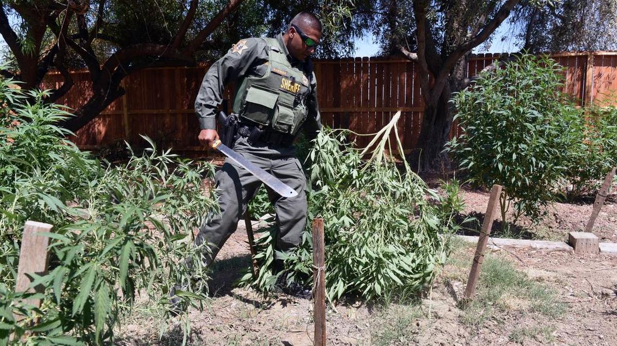 
Deputy Bhupinder Karrha slashes a cannabis plant Sunday, behind a home on Plow Camp Road in Los Banos.
