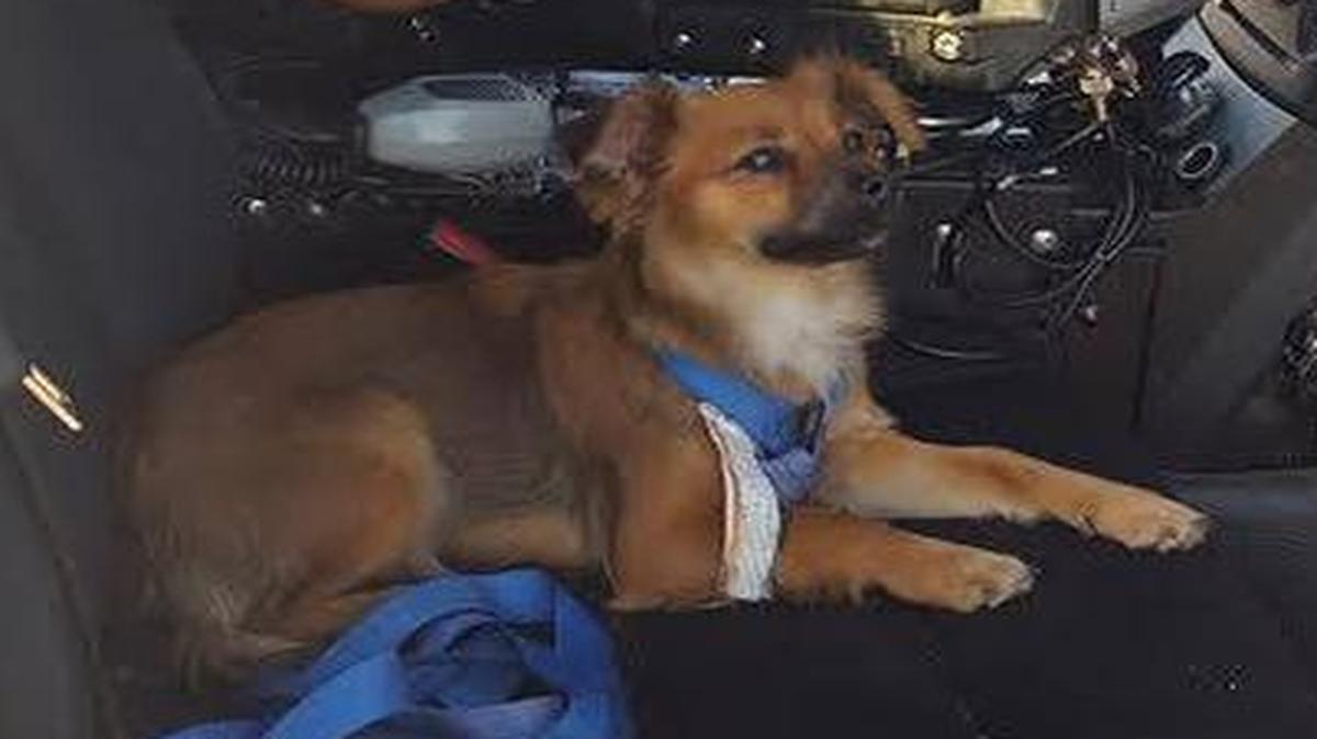 “Snickers” the dog was turned over the SPCA by Fresno police officers after it was found Thursday inside a pickup that was stolen out of Arizona.