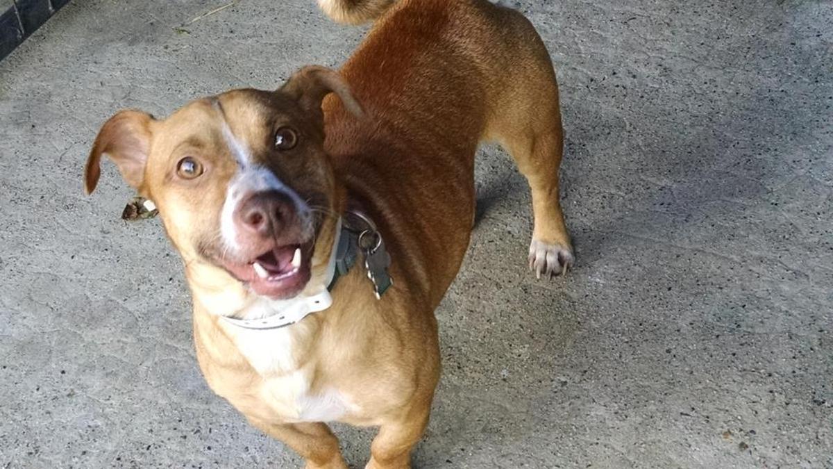 Graham, a corgi-terrier mix, was abused by a man in a bizarre manner, authorities said.