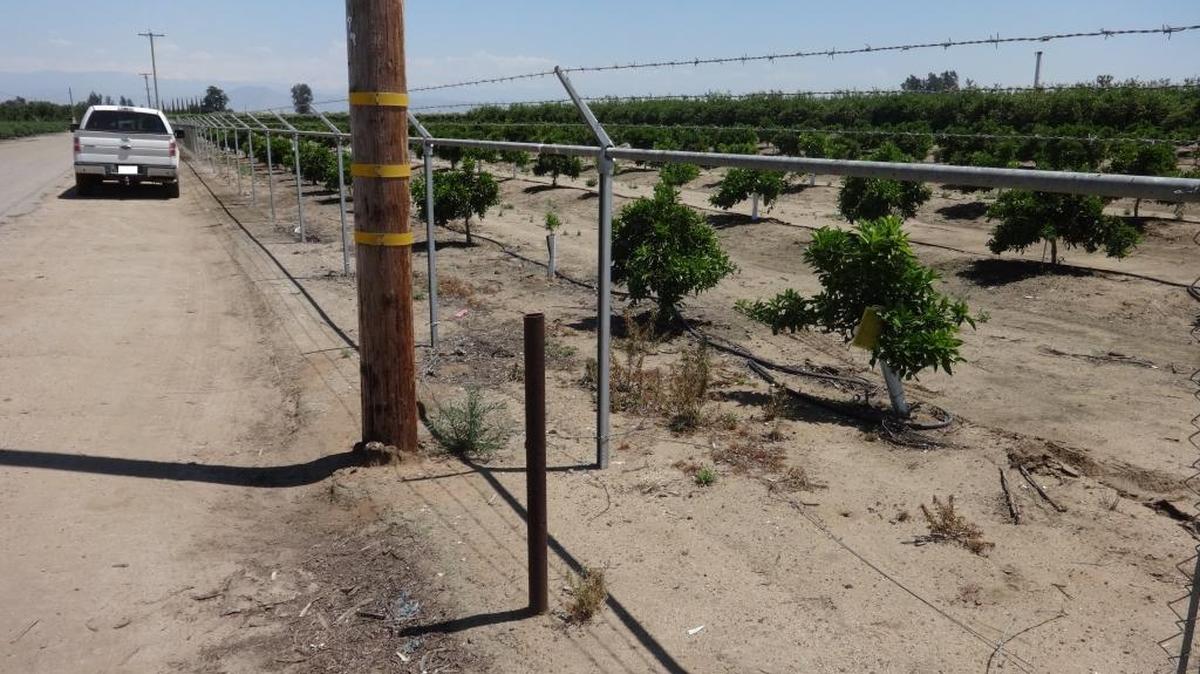 A stretch of rural fence with the chain-link missing from a citrus orchard near Buttonwillow and Jefferson avenues near Reedley.