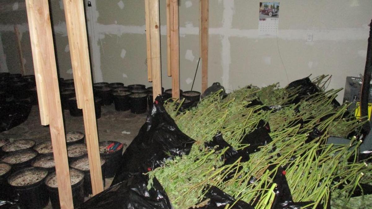Tulare police confiscated hundreds of marijuana plants in a warehouse.