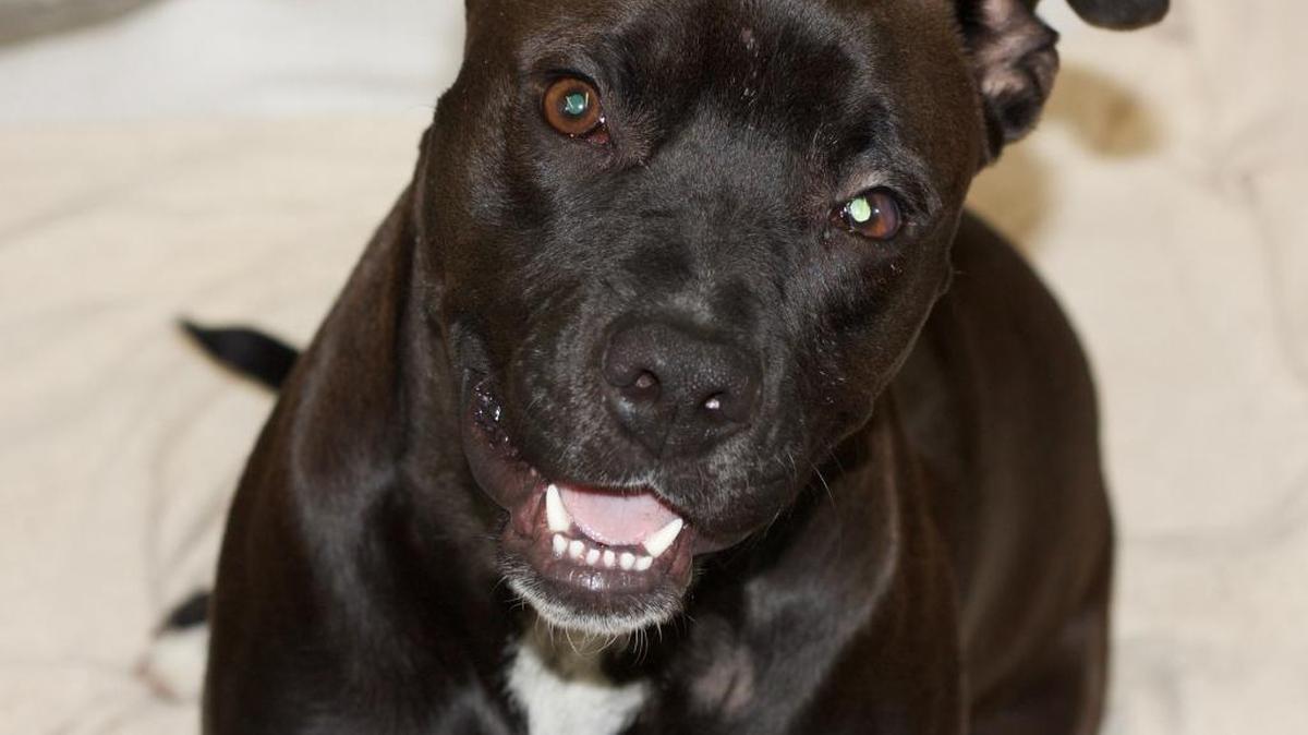 Princess has recovered from a fractured skull after being beaten by her owner, Tyrell Leon Harris, of Fresno. On Monday, Harris pleaded no contest in Fresno County Superior Court to a felony charge of animal cruelty.