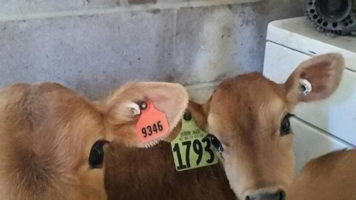 Tulare County ag crimes detectives found these stolen calves in a small covered patio-style laundry room, the sheriff’s department said.
