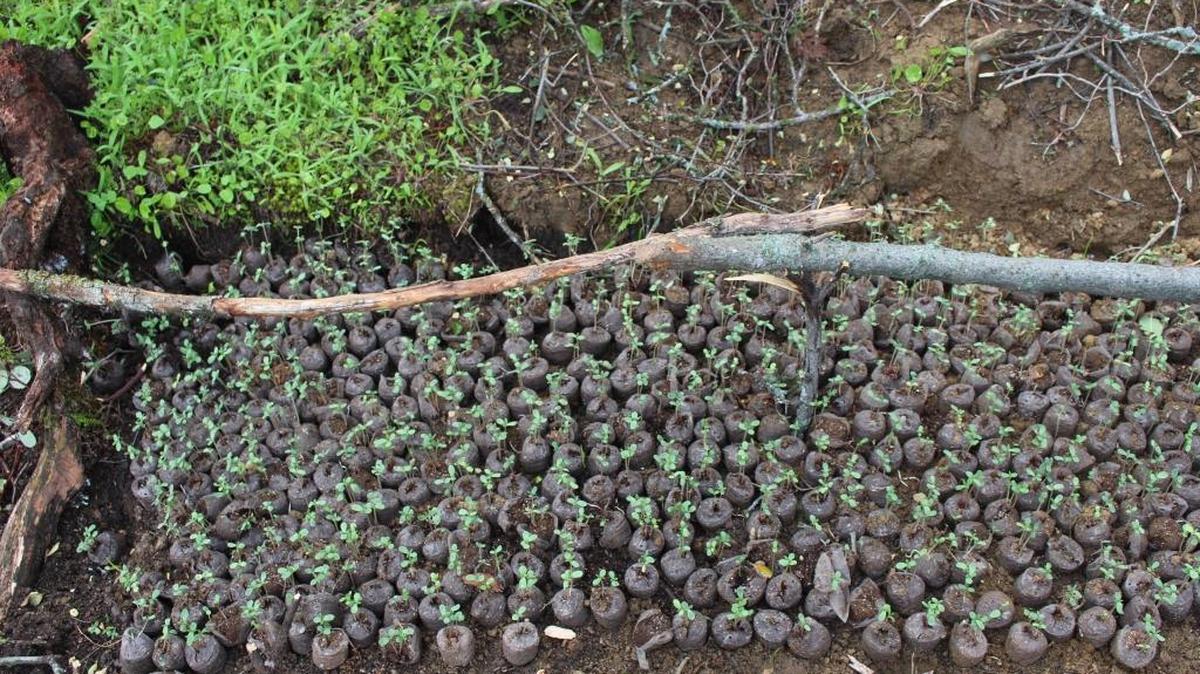 Marijuana plants found at the illegal cultivation site inside Sequoia National Park.