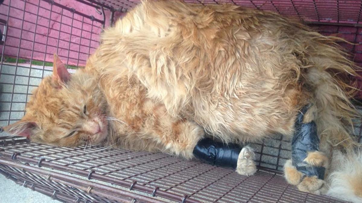 Animal control is trying to find the owner of the cat, which was found in a backpack and bound with electrical tape.