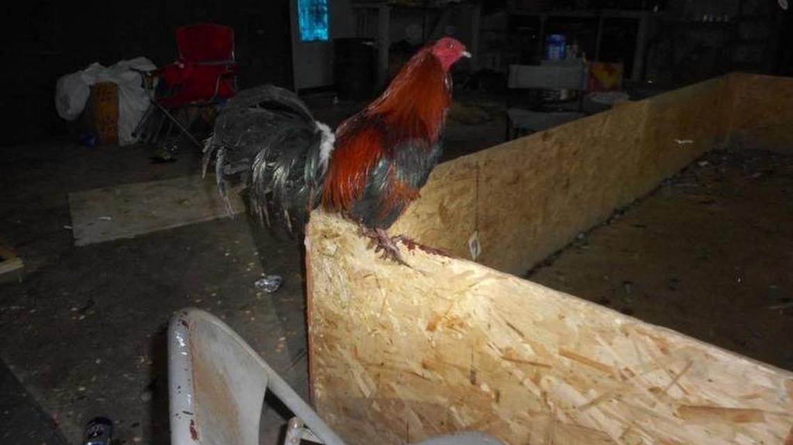 Fresno County deputies and detectives said they recovered 129 fighting roosters, including 28 dead and nine injured birds, during an April 2017 bust in Kerman.