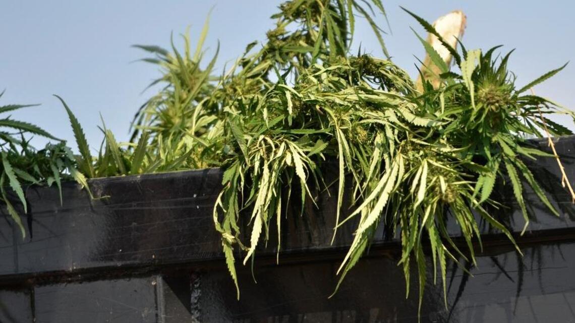 Mexican national sentenced to prison for growing marijuana in national forest