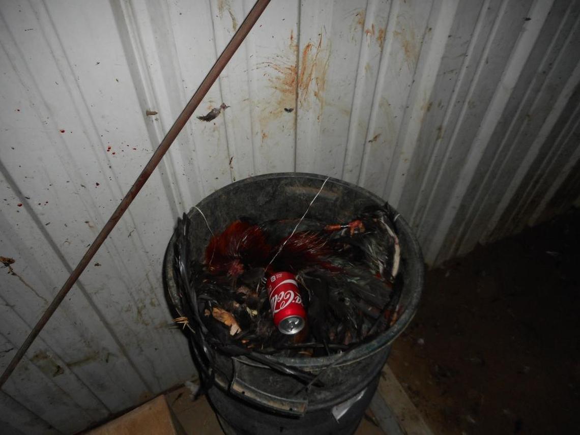 Sheriff’s deputies said they found 25 dead roosters in trash cans at a cockfighting operation near Kerman on Friday, April 21, 2017.