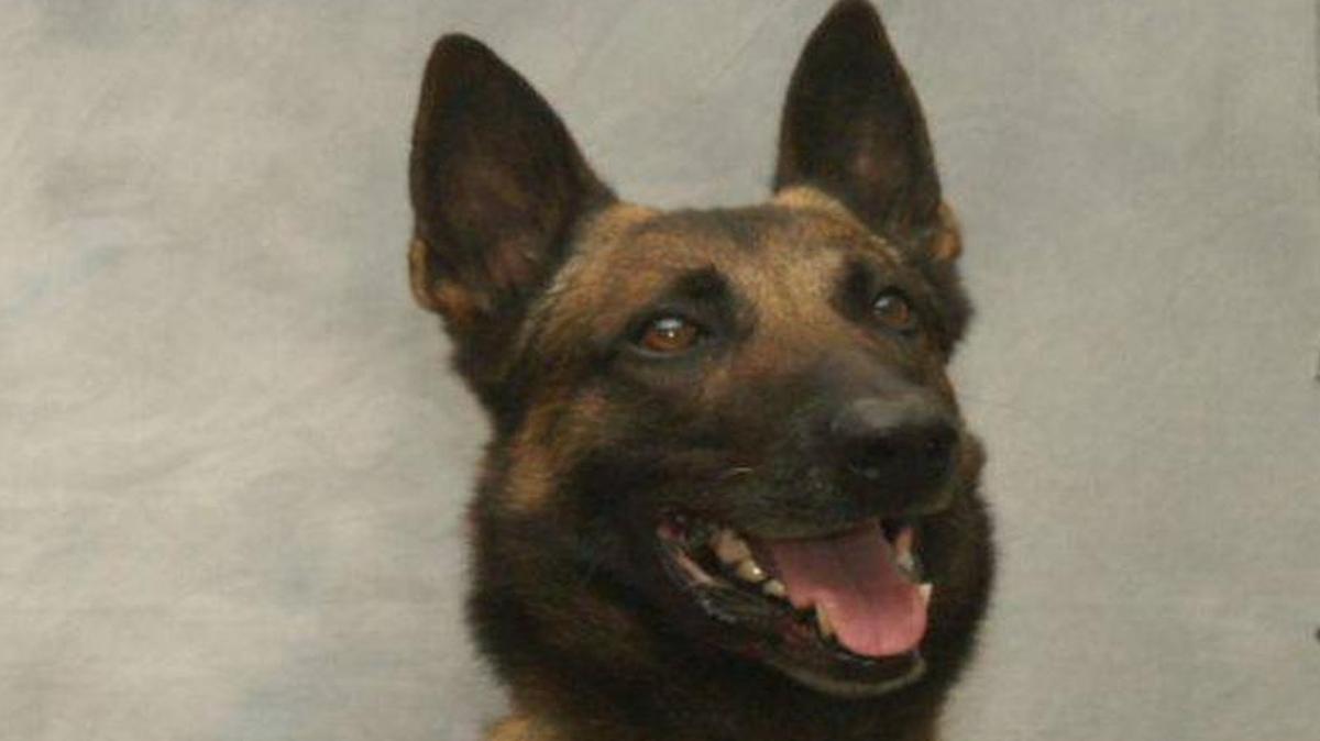Sheriff’s canine “Tango” helped officers arrest a suspect identified as David Garza of Sanger after a 10-mile chase that ended inside the room of a sleeping baby at a Parlier home.