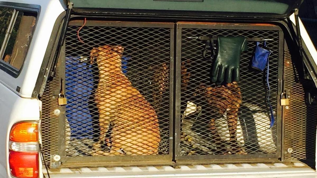 Animal control officers took custody of four dogs after woman mauled in Fresno on Tuesday, April 5, 2016.