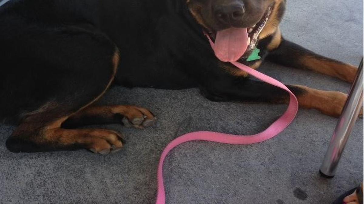 
Winnie the Rottweiler was found at a central Fresno home after she went missing from her Fruit and Ashlan neighborhood.
