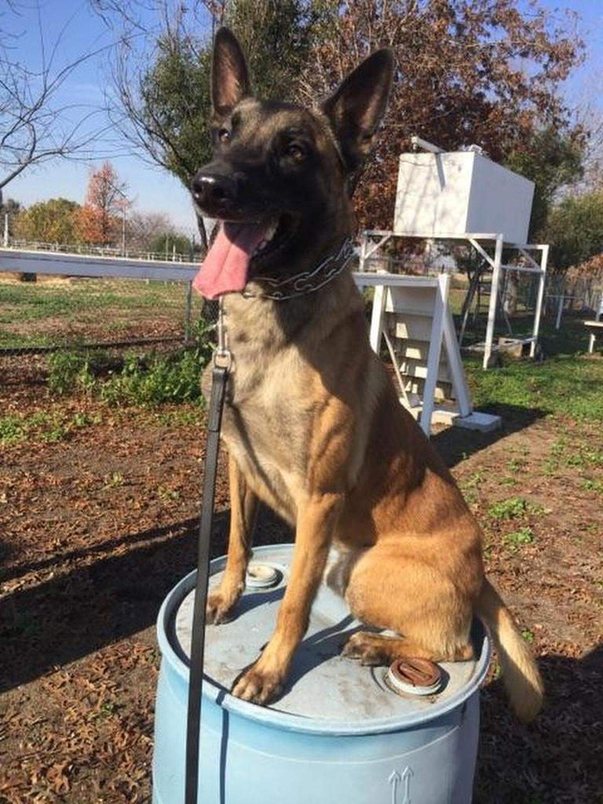 Fresno County Sheriff’s Office K-9 Bady.
