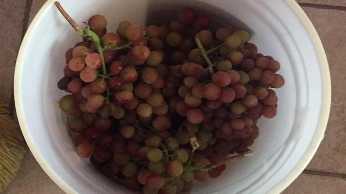 These grapes matching those stolen from a ranch near Easton were discovered at a home in Madera Ranchos, the Fresno County Sheriff’s Office said. That’s not all investigators found.